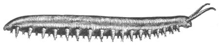 Adult example of Peripatus capensis