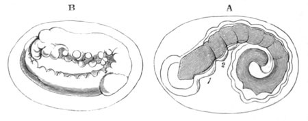 Two stages in the development of Peripatus capensis