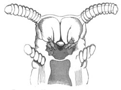 Head of an embryo Peripatus