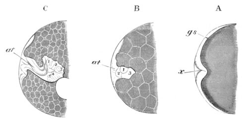 Three stages in the development of Strongylosoma Guerinii