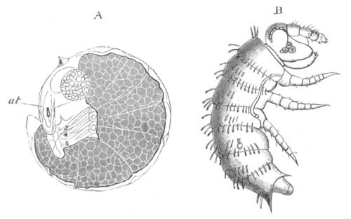 Two stages in the development of Strongylosoma Guerinii