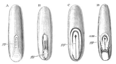 Four embryos of Hydrophilus piceus