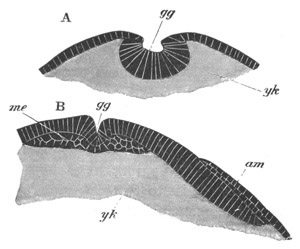 Two sections of Hydrophilus piceus
