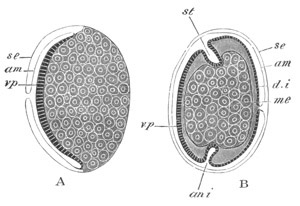 Sections of an insect embryo