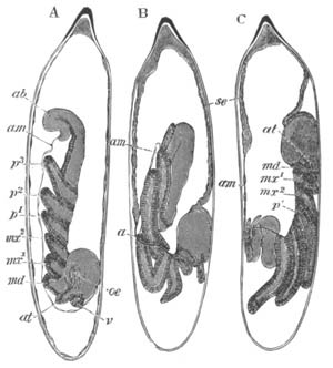 Development of Calopteryx