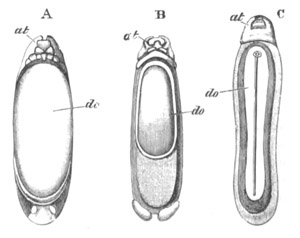 Three larval stages of Hydrophilus