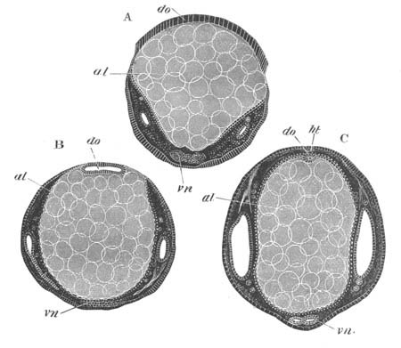 Section of Hydrophilus embryos
