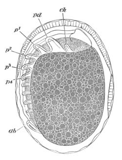 Advanced embryo of Scorpion