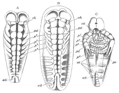 Three stages in the development of the Scorpion