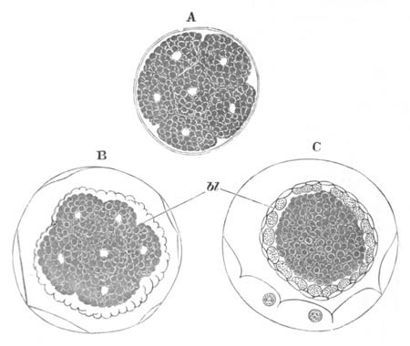 Segmentation and formation of the blastoderm in Chelifer