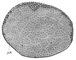 Embryo of Agelena labyrinthica