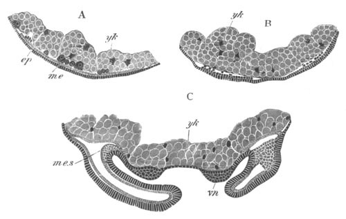 Transverse sections through the ventral plate of Agelena labyrinthica