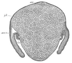 Embryo of Agelena labyrinthica