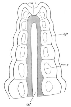 Tail of an embryo of Scorpion
