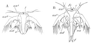 Two stages in the development of Apus cancriformis
