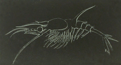 Penus larva in the Mysis stage