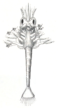Larva of Hippolyte