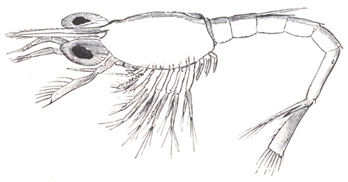 Older Larva of Hippolyte