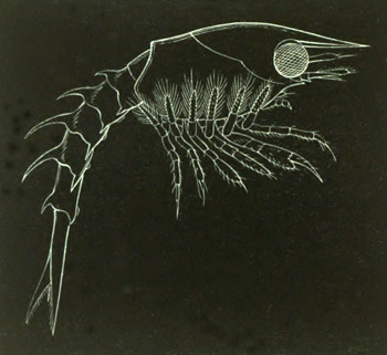 Newly-hatched Larva of the American Lobster