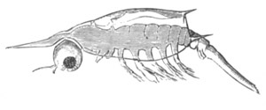 Erichthus larva of Squilla