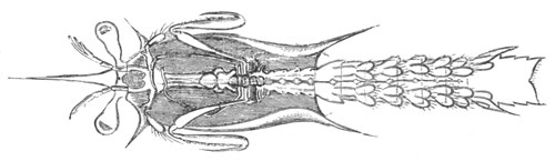 Advanced Erichthus larva of Squilla