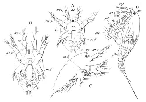 Stages in the development of
  Cyclops tenuicornis