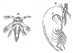Larval forms of the Thoracica