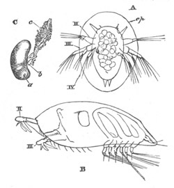 Stages in the development of the Rhizocephala