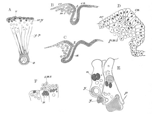 Figures illustrating the development of Astacus