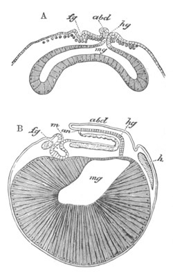 Sections of the embryo of Astacus