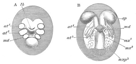 Two stages in the development of Palmon
