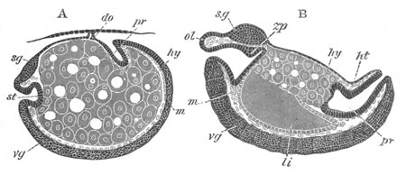 Two longitudinal sections through the embryo of Oniscus murarius