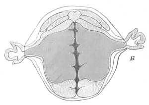Section of an embryo of Asellus Aquaticus