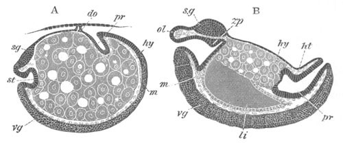 Longitudinal sections through the embryo of Oniscus murarius