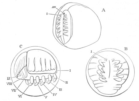 Three stages in the development of Limulus polyphemus