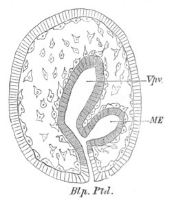 Section through an embryo of Cucumaria doliolum