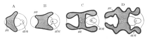 Evolution of an Auricularia