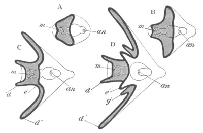 Diagrammatic figures shewing the evolution of an Ophiuroid Pluteus