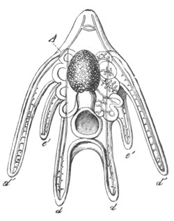 Pluteus larva of an Ophiuroid