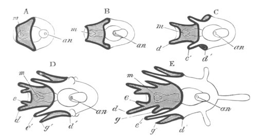 Diagrammatic Figures Shewing the Evolution of Echinoid Plutei