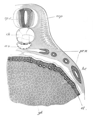 Illustration: Figure 57