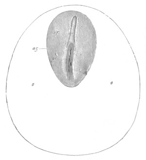 Illustration: Figure 141
