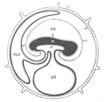 Illustration: Figure 147 asterisk