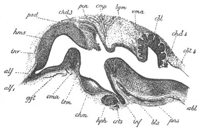Illustration: Figure 250