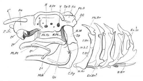 Illustration: Figure 327