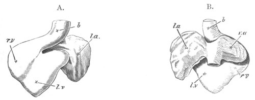 Illustration: Figure 361