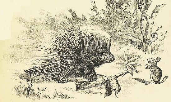 porcupine, kangaroo rat