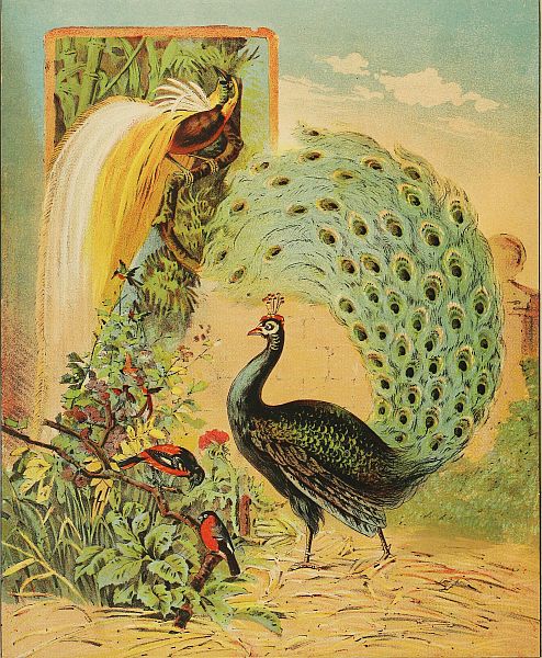 birds: including a peacock