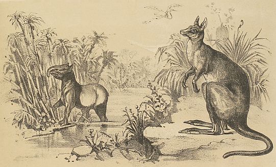 kangaroo, tapir