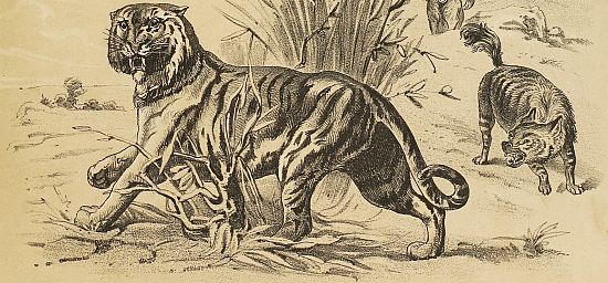 tiger, hyena